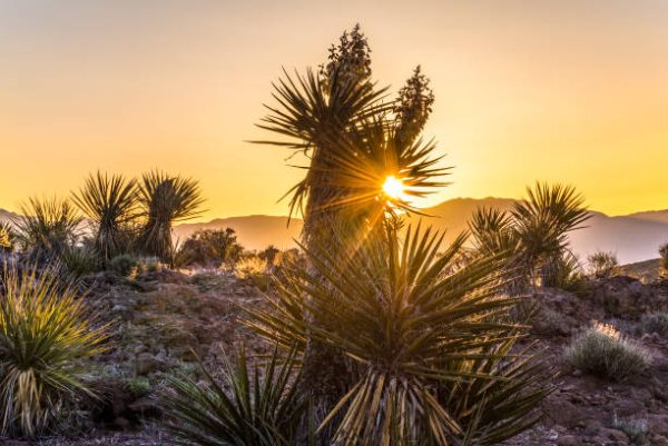 1/5-ACRE LOT- Mohave County, Arizona